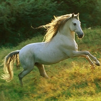 Молодая лошадь (Ускакала в молодая лошадь)