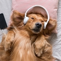 Музыка для собак